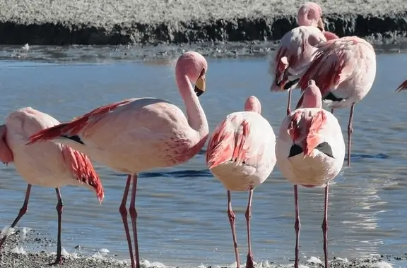 4D3N ATACAMA、UYUNI SALT FLAT、ATACAMA