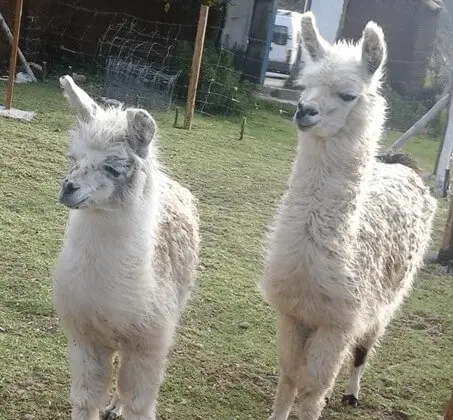 コンドルフライングと野生生物保護区ツアー